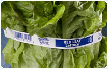 Etiquetas para verduras Elastiband